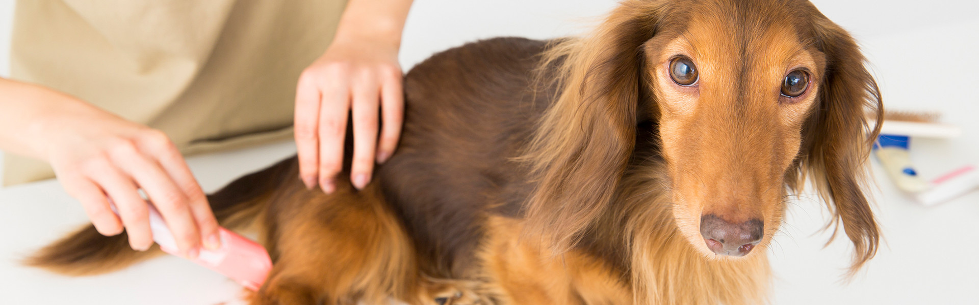 Dog Boutique&amp;Salo...