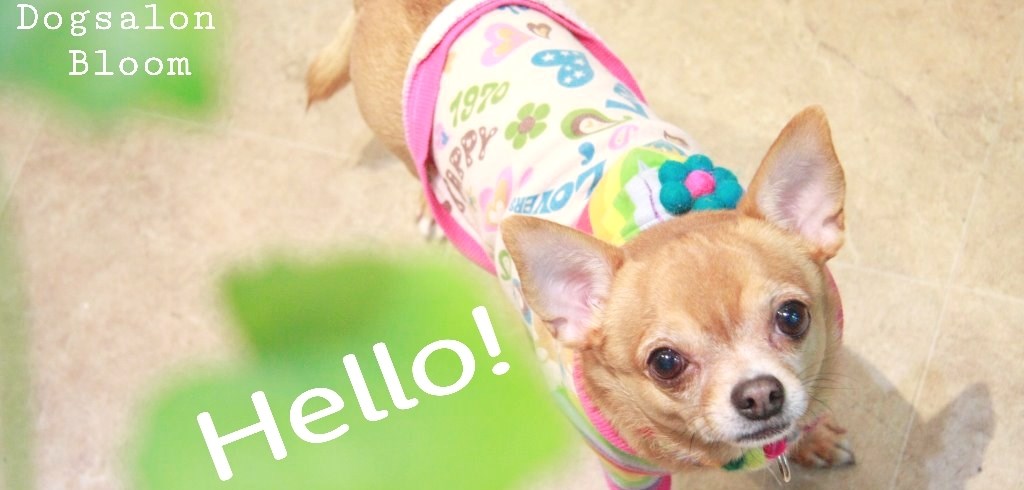 Dogsalon Bloom