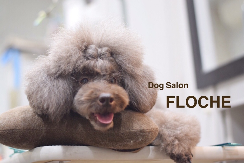 Dogsalon FLOCHE