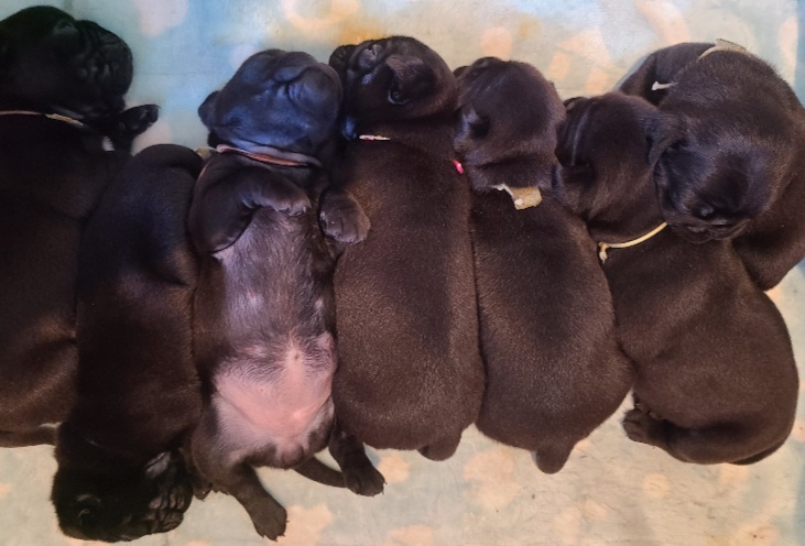 Dog salon Mon chouchou