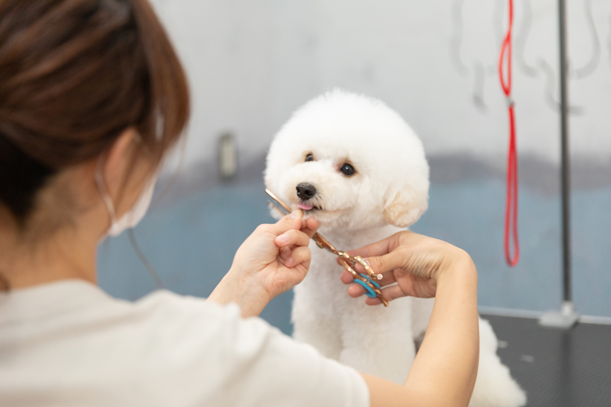 Dog salon Tail-or...