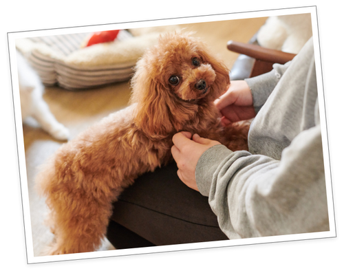 Dogs life PANNA 麻布店