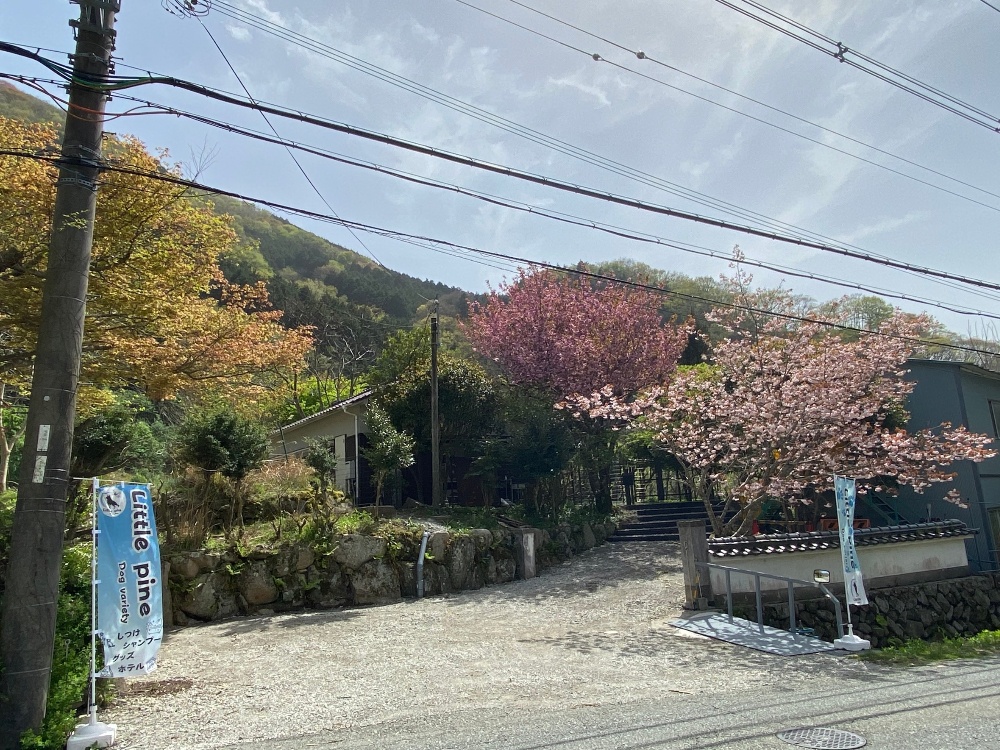 Dog variety Little pine