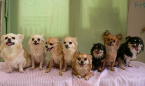 ドッグサロン FRUIT HOUSE