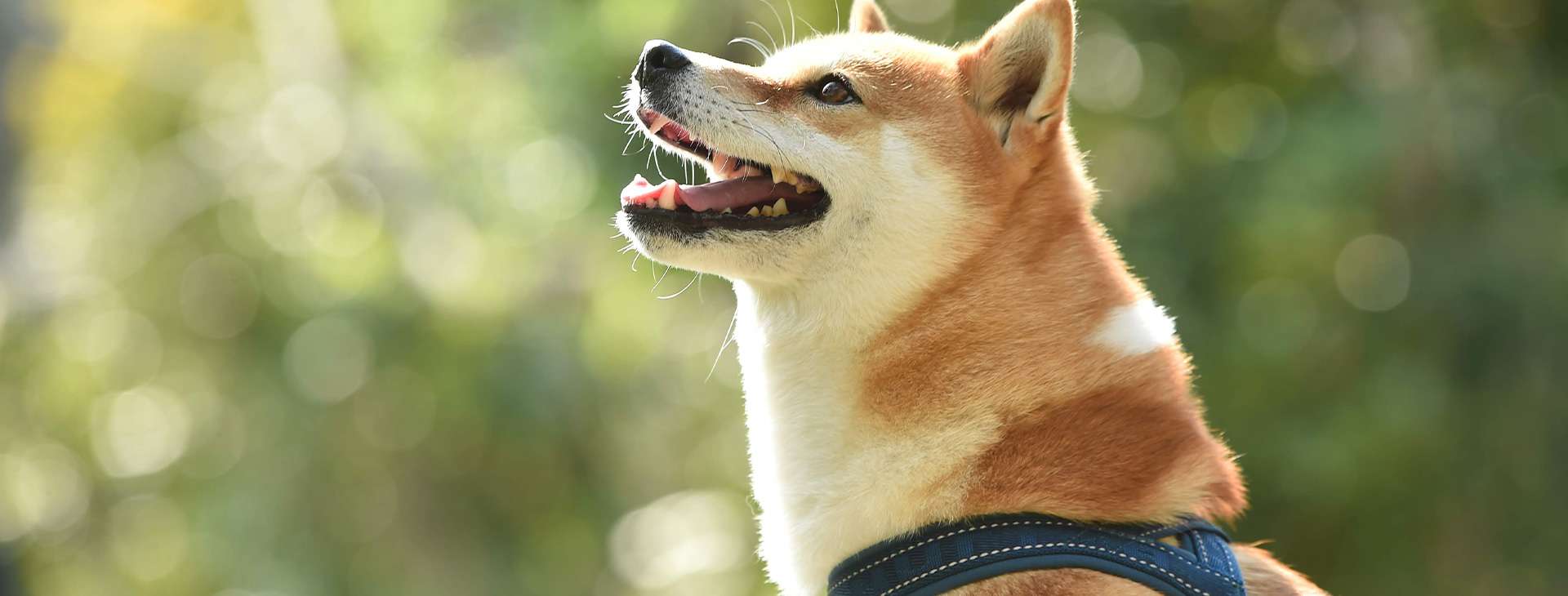 わんこのトータルケアハウスFelice