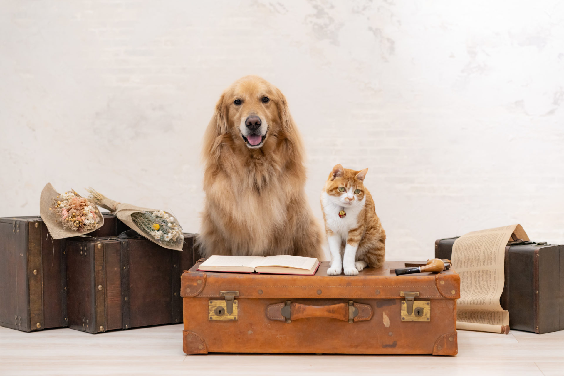 Fluffyどうぶつ診療室