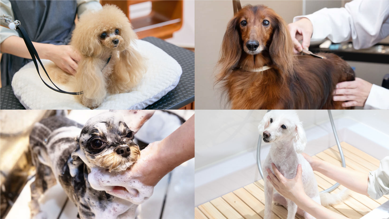 GREEN DOG SALON I...