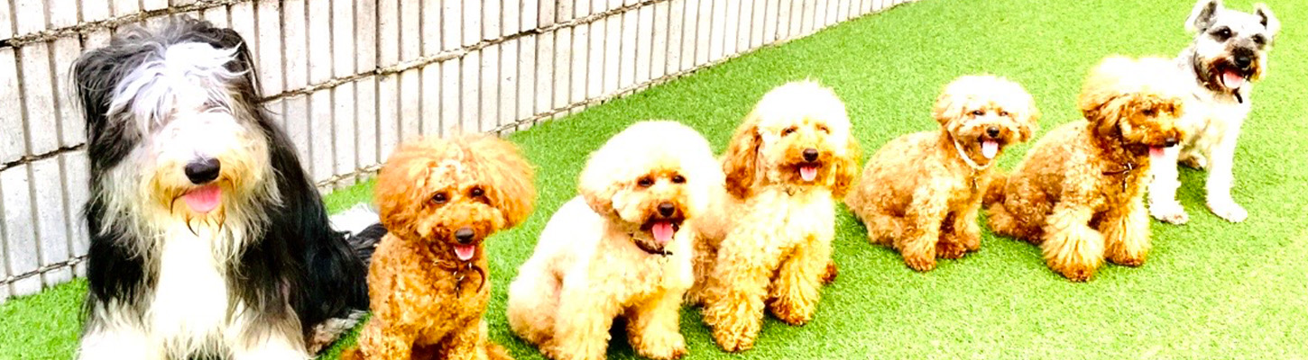 IceMilkCandyしつけ方教室・犬の幼稚園