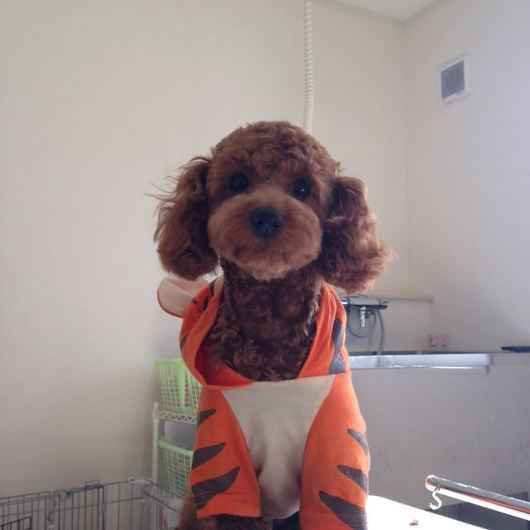 トリミングルーム Jewel cat-box