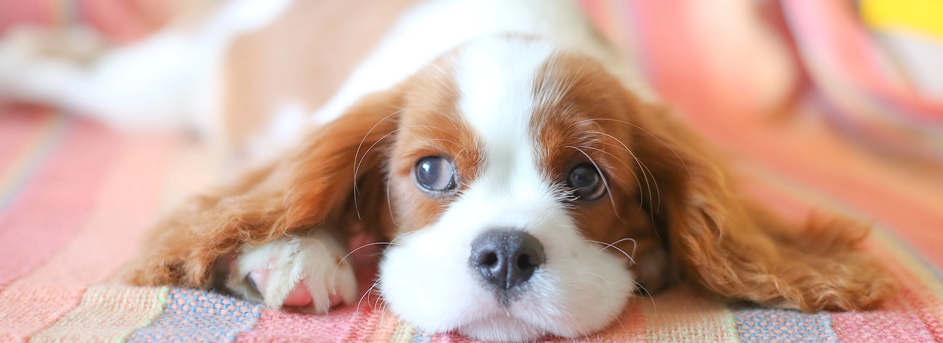 K9 Care Space DogHeart