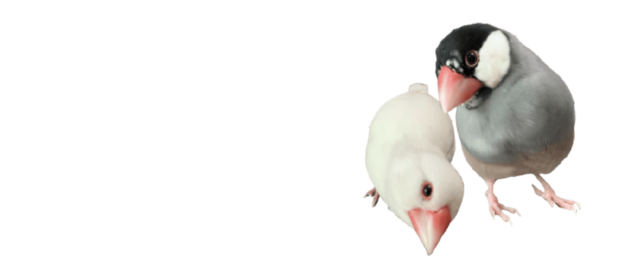 KUKUNA 鳥と小動物の病院