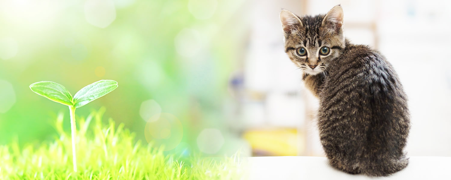 ペット自然療法院 動物病院NORIKO