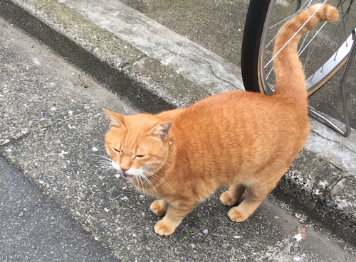 NPO法人東京キャットガーディアン そとねこ病院