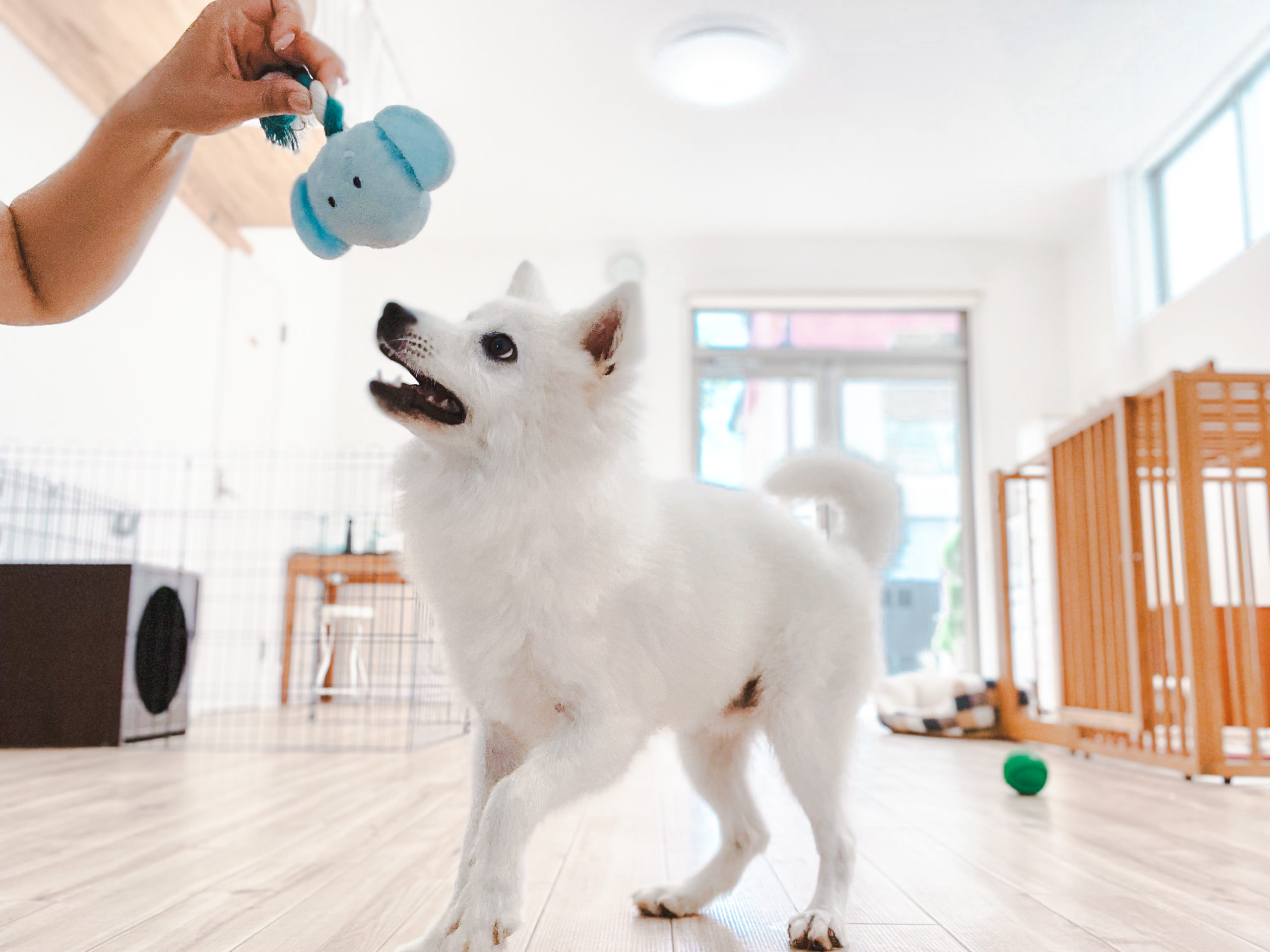 ペットホテル＆シッターOhana