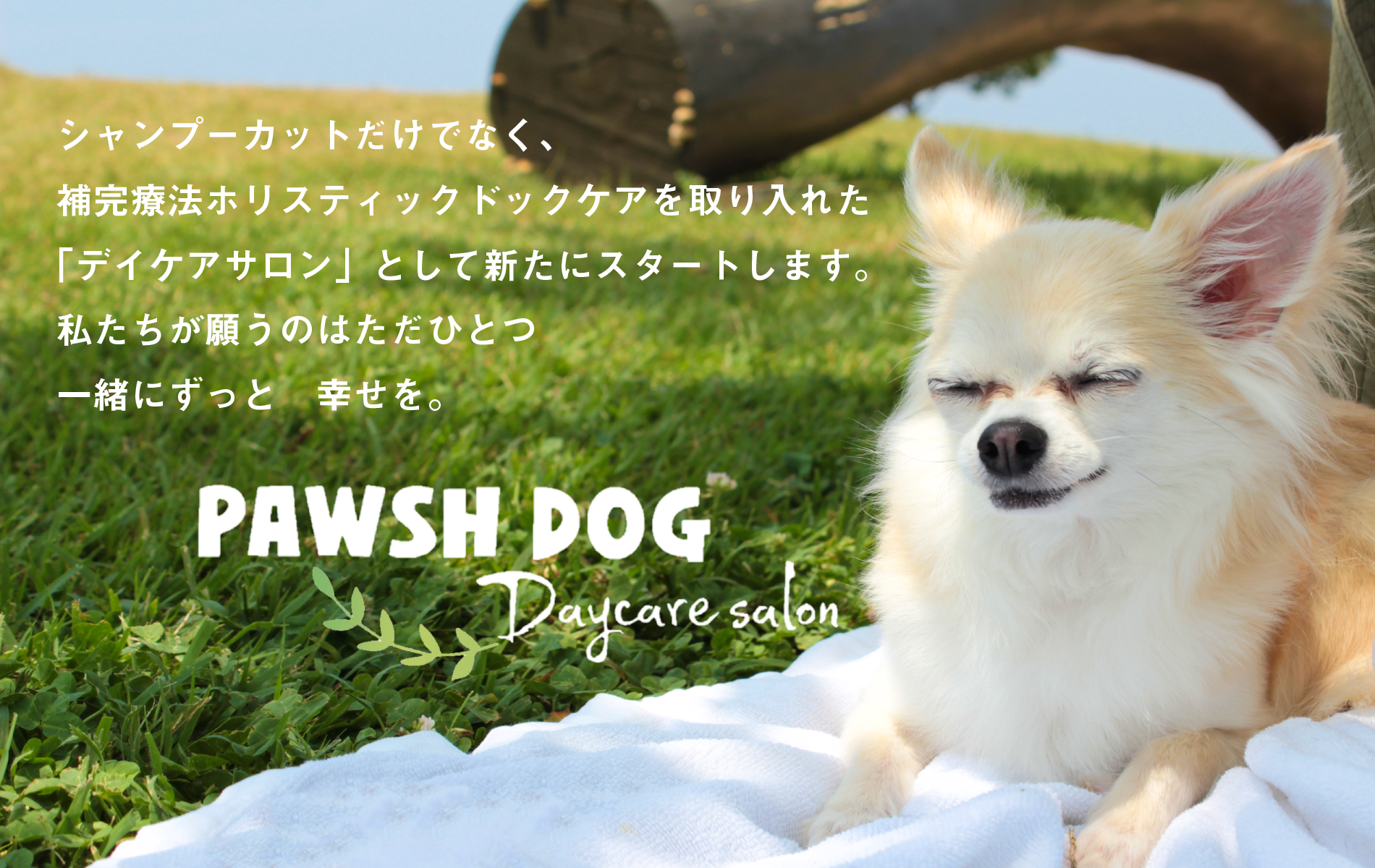 PAWSH DOG daycare...