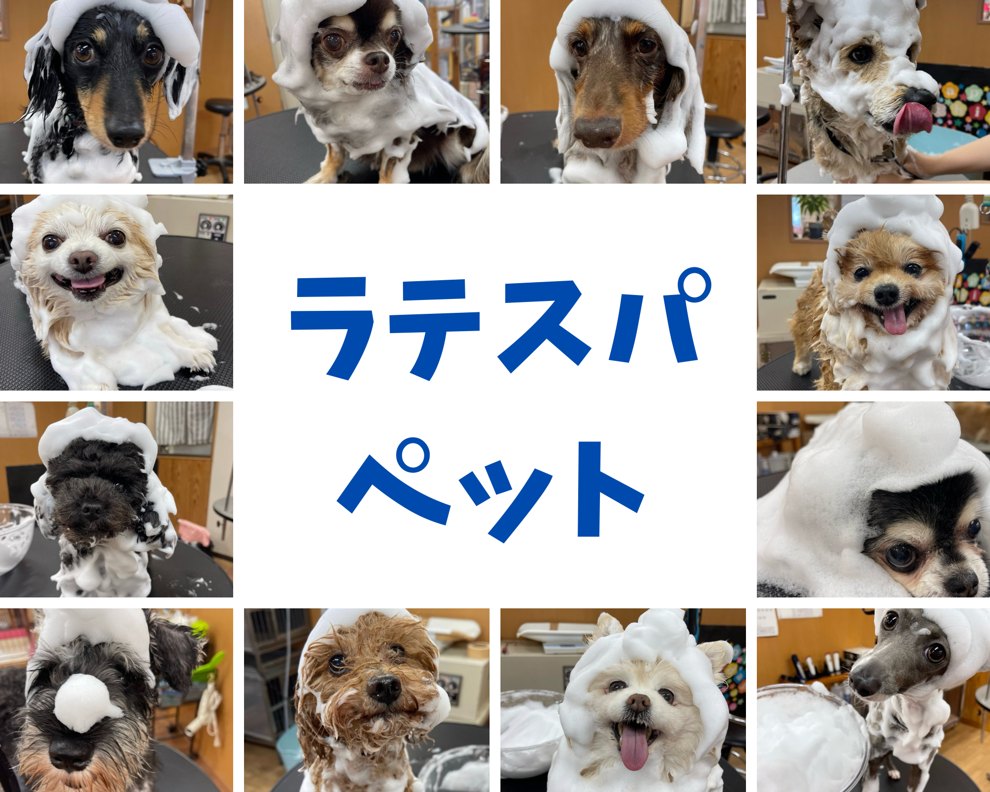 PETサロンAIAI
