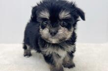 PET DESIGN　赤坂けやき通り店