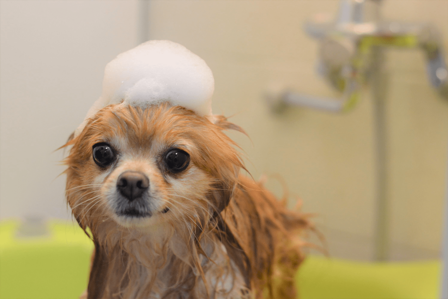 PET HOTEL・SALON ...