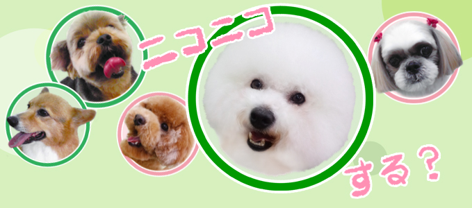 愛犬の美容室PUFF