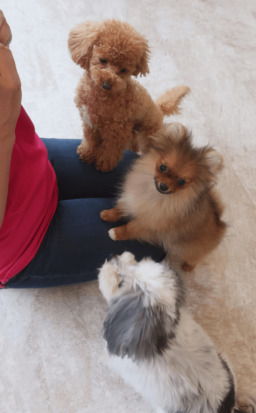 Parco del Cane カ...