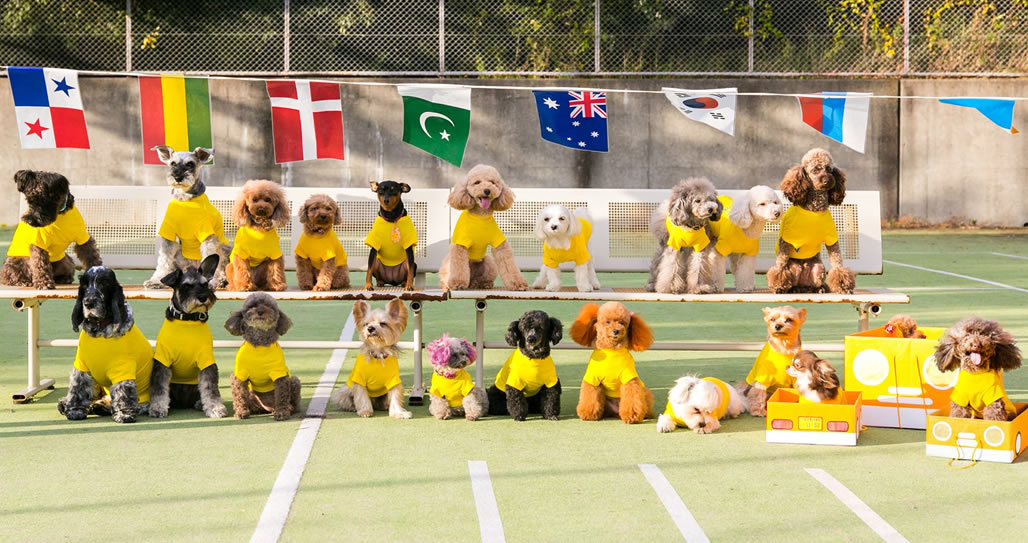 犬の保育園Pee-Ka-Boo