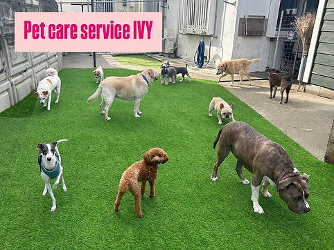 Pet Care Service IVY