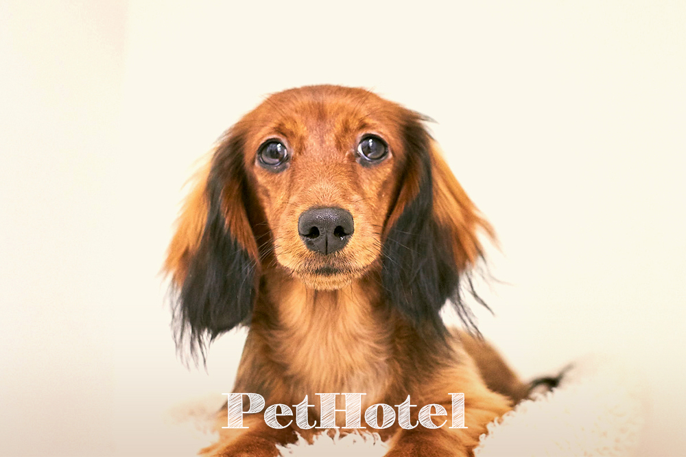 Pet Salon&Hotel Joli 高輪店
