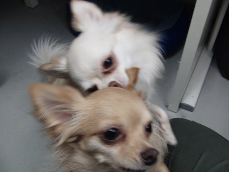 Petgoods&Trimming Welina