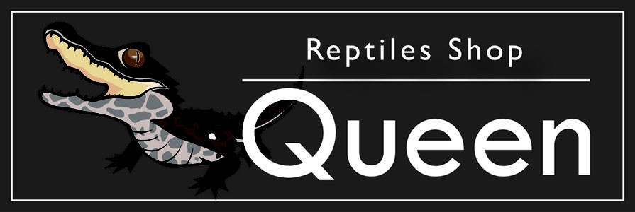 Reptiles Shop Queen
