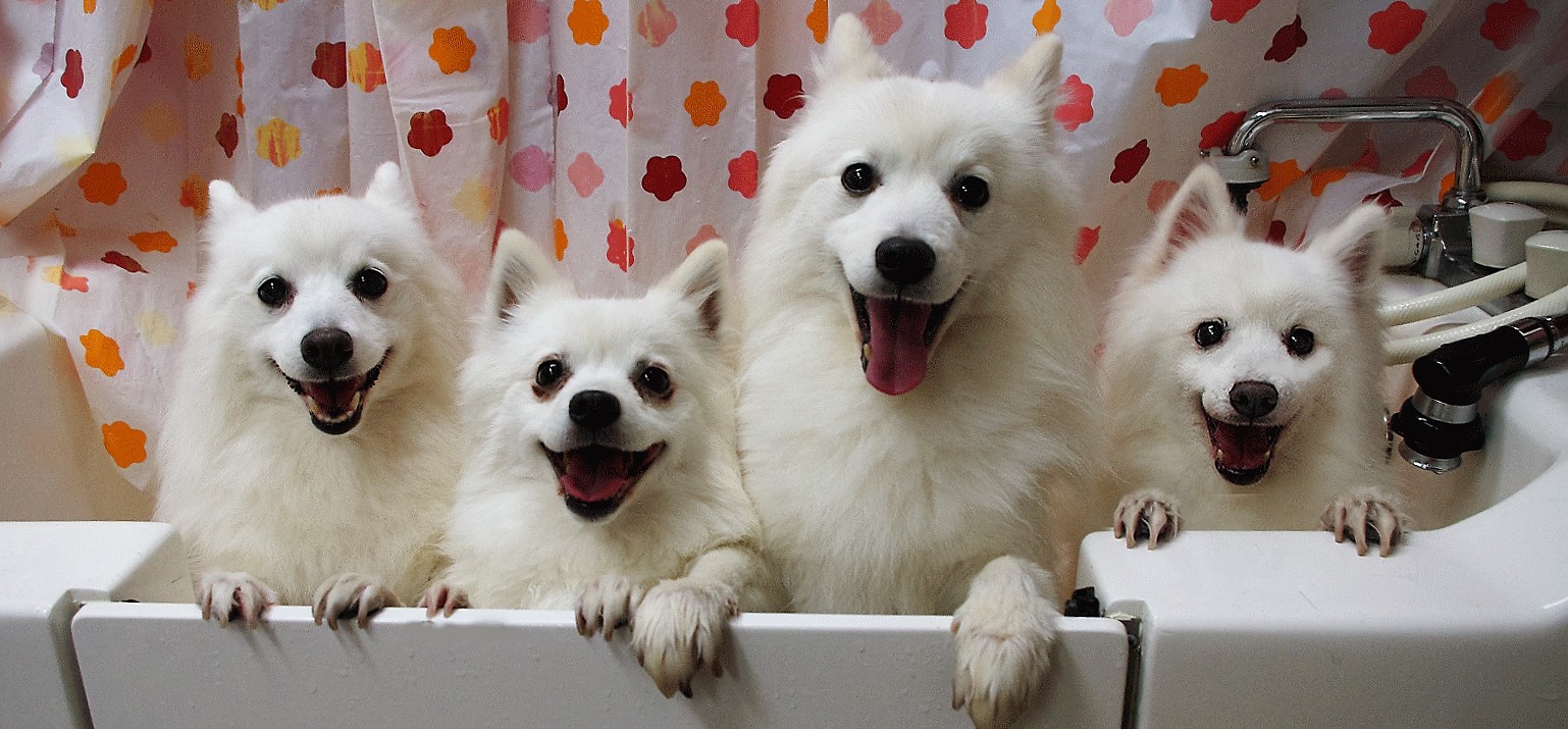 ドッグサロン Rubby Red