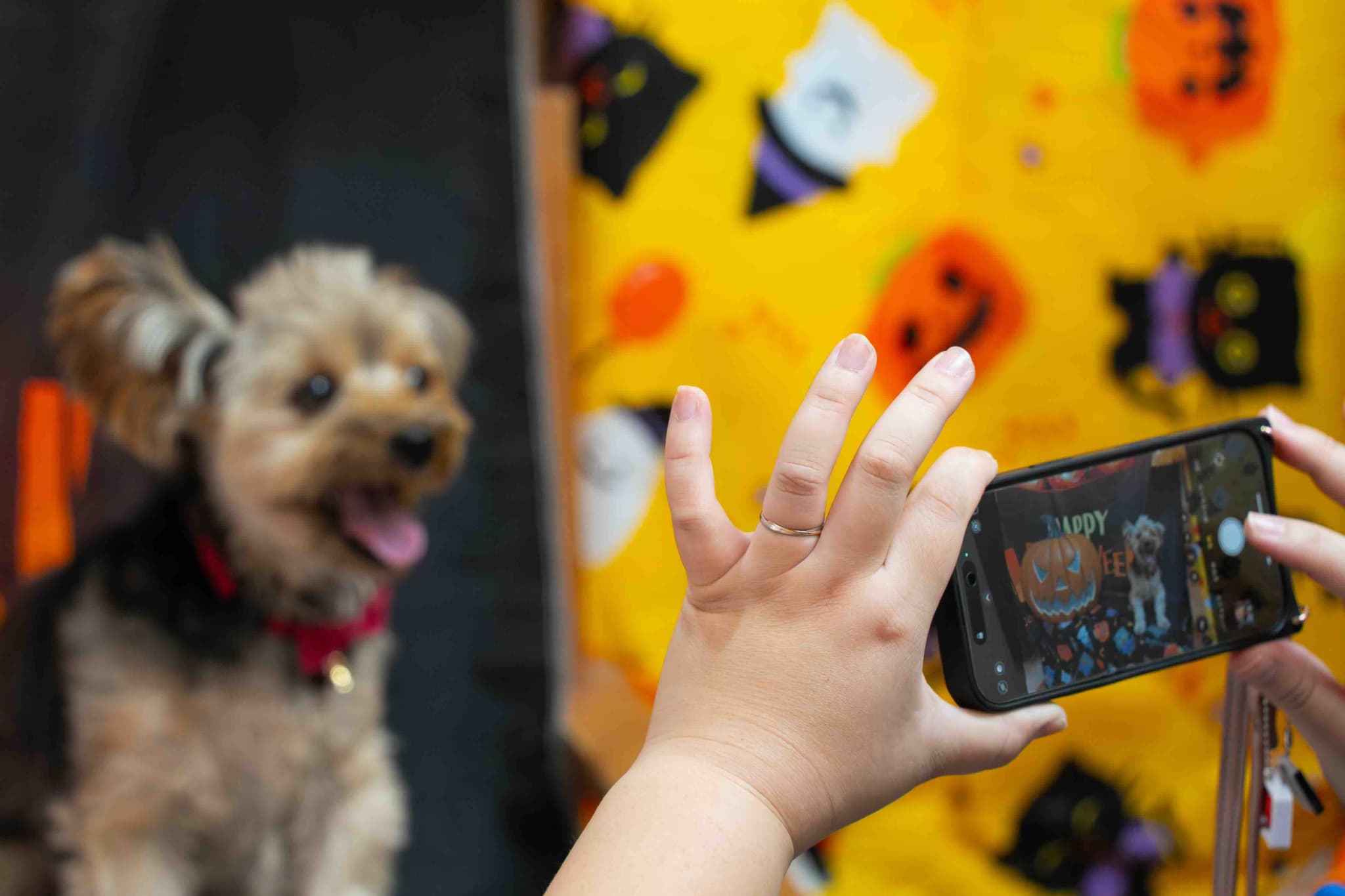 ペットサロン　SIT