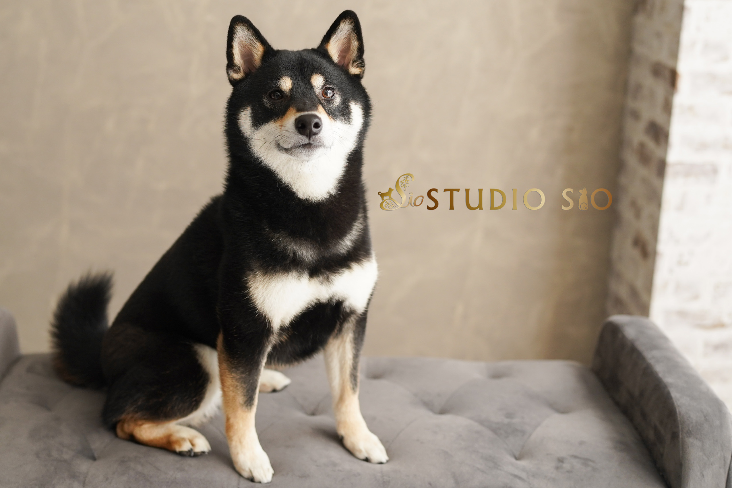 ペットと家族の写真館 STUDIO SIO