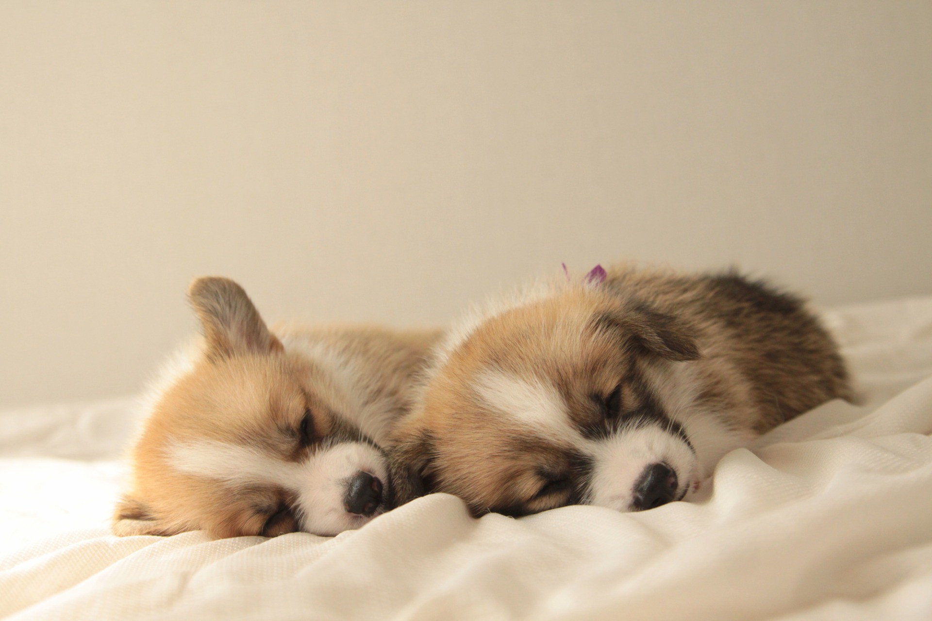 ペットショップSongCongChua