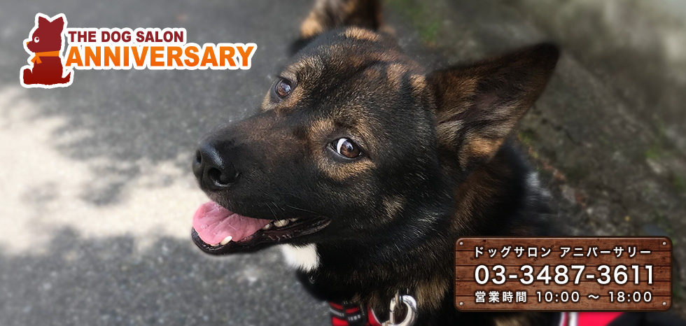 THE DOG SALON ANNIVERSARY