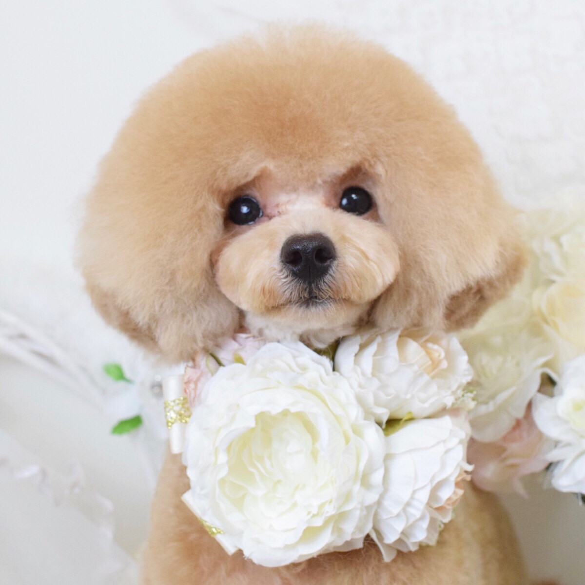 Trimｍing&DOG Hotel Ryo&Rey