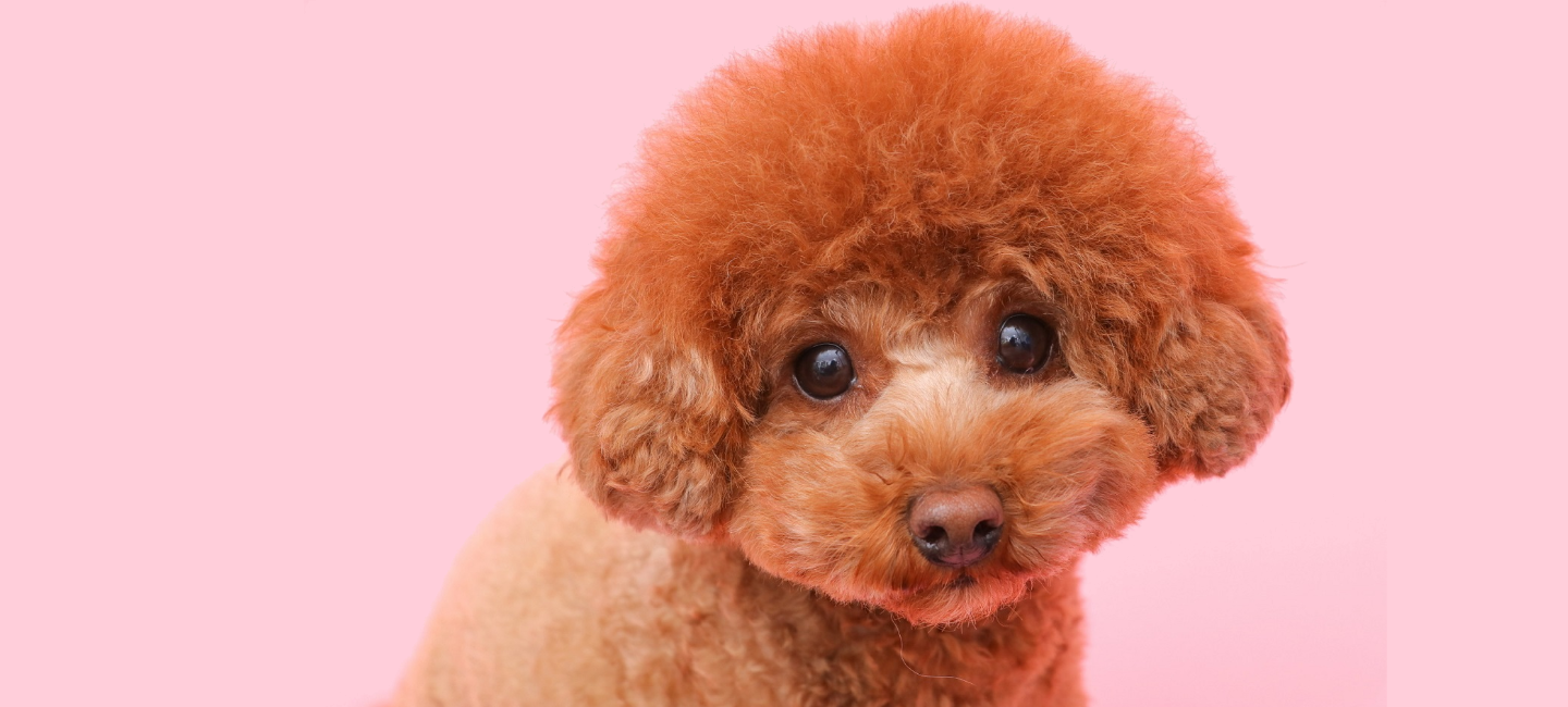 WORLDWIDE PET SPA & HOTEL