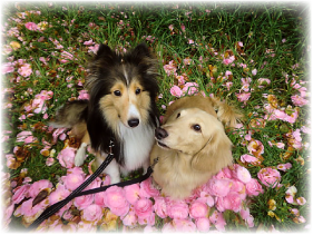 ペットの保育園Will