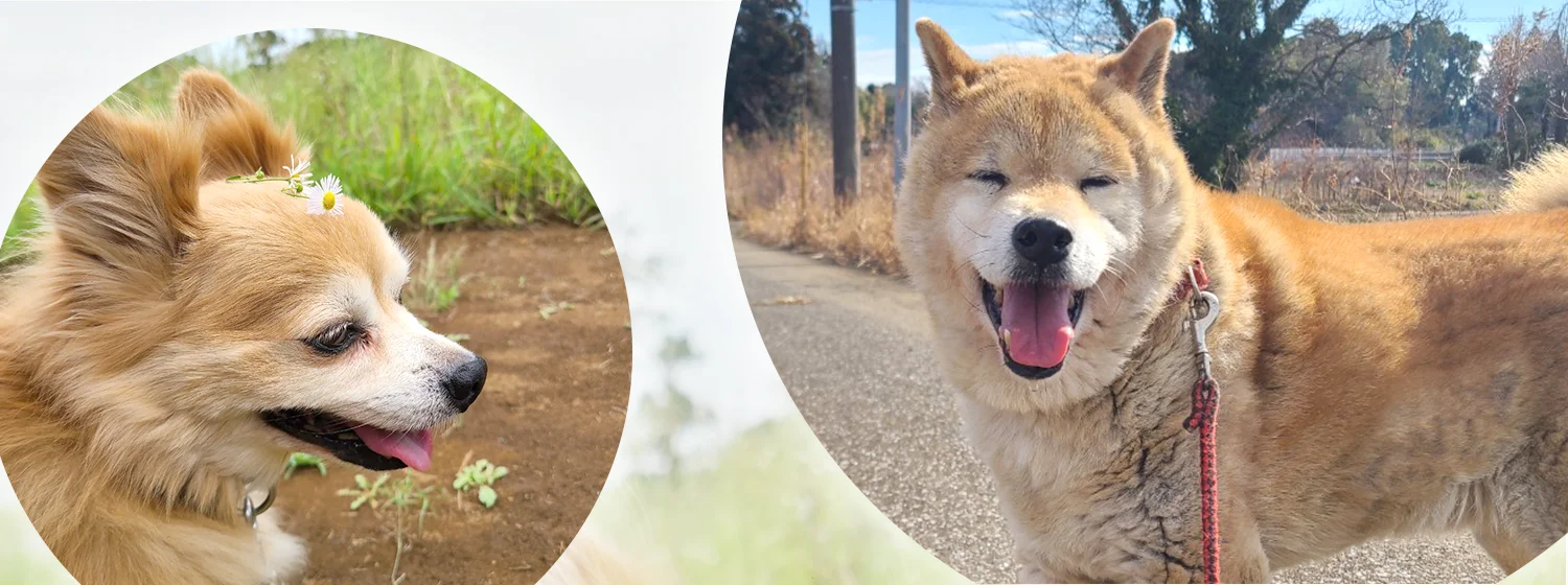 老犬ホーム スマイルフラワー