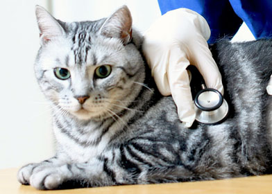 あずま動物病院