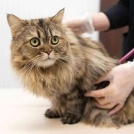 ペッツファースト動物病院 代官山高度医療センター