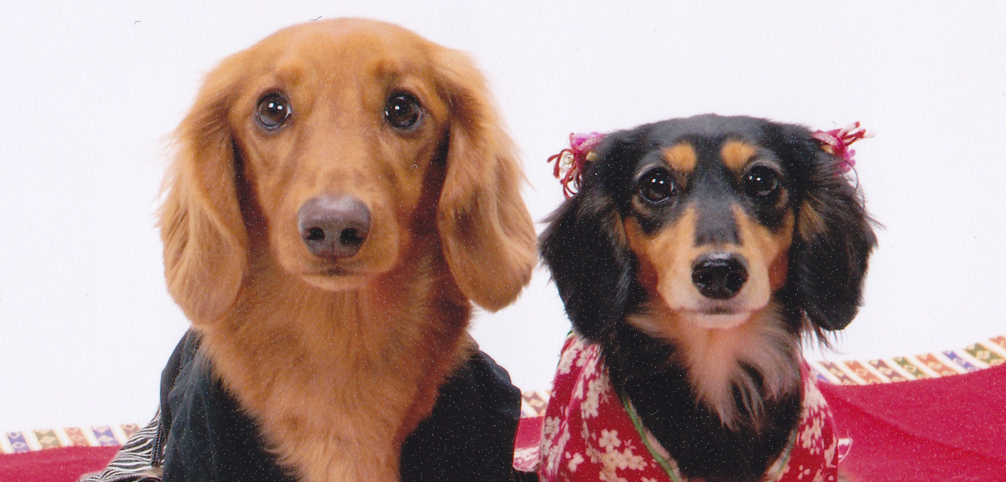 笠岡ペットクリニック