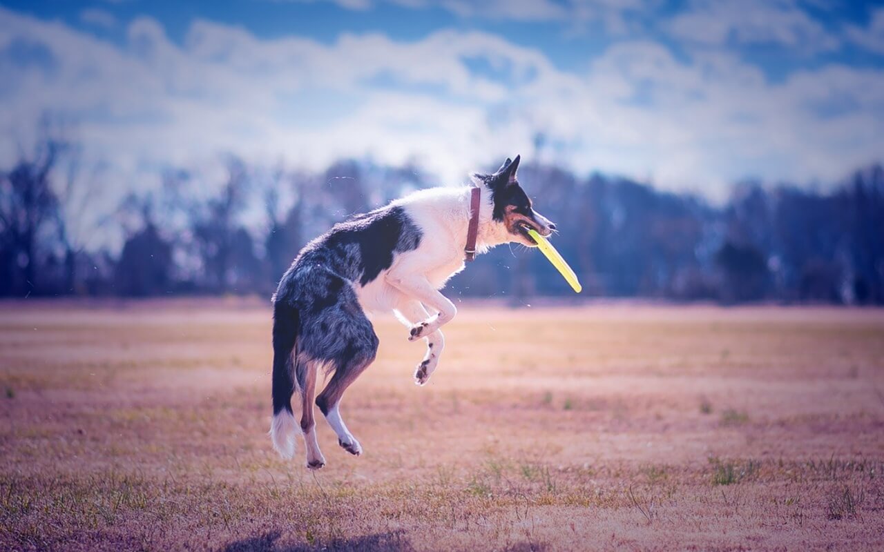 犬猫専門動物病院 ドッグ＆キャットホスピタル ガルファー