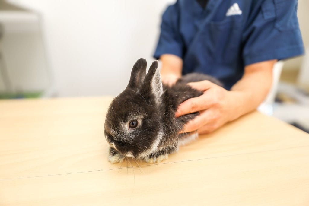 うさぎの病院つくば