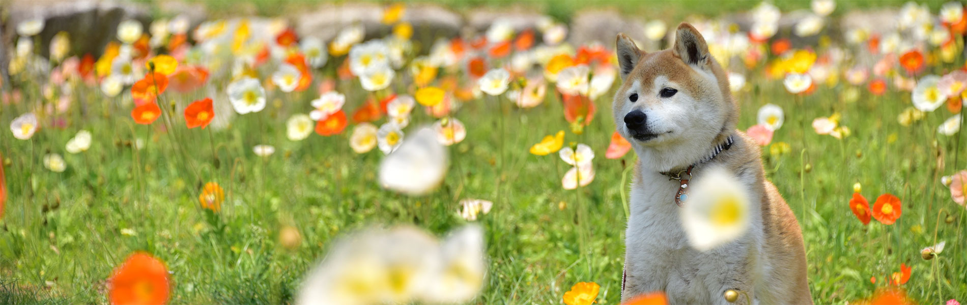 ポピー動物病院