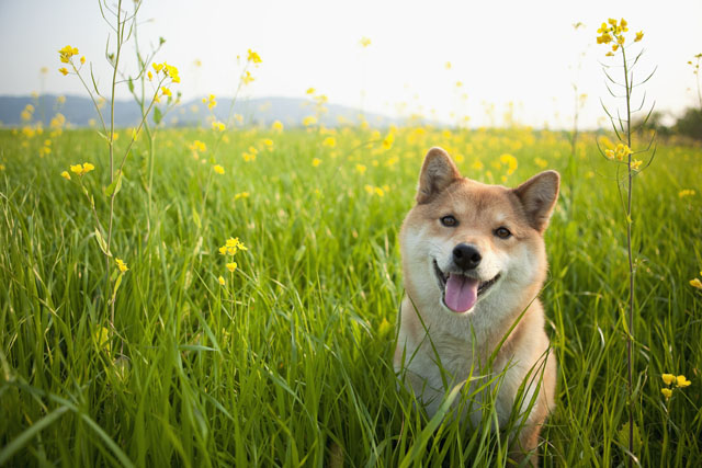 アイドル総合動物病院