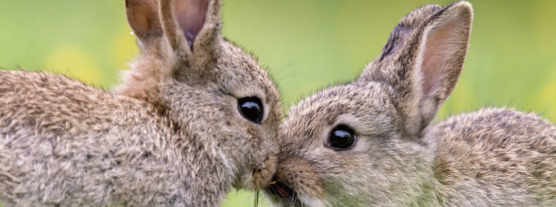 ミニペットクリニック