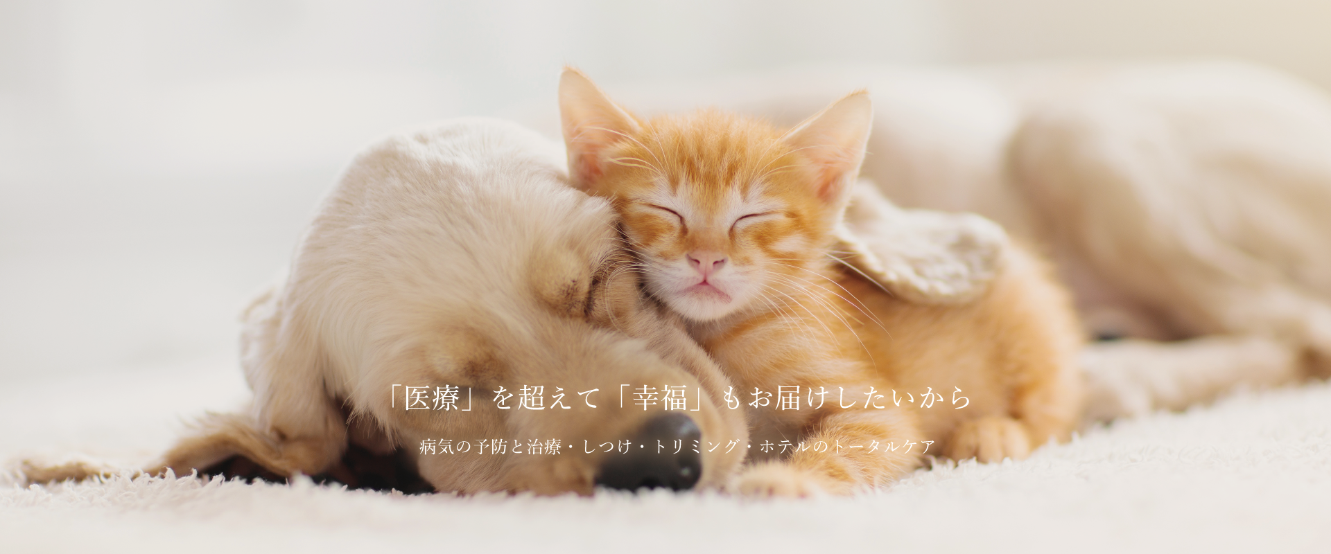 丘の上動物病院