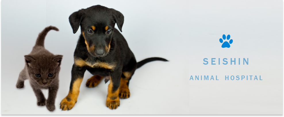 せいしん動物病院
