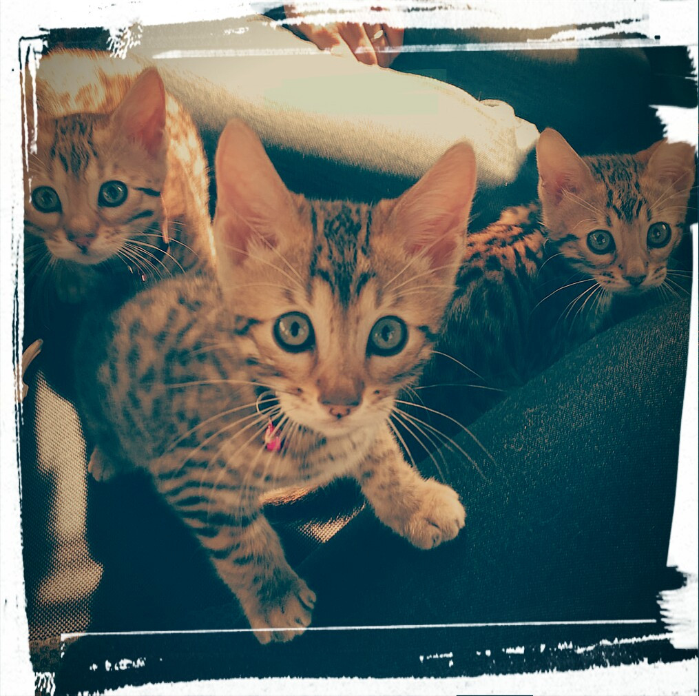 にゃんホテルリバティベル