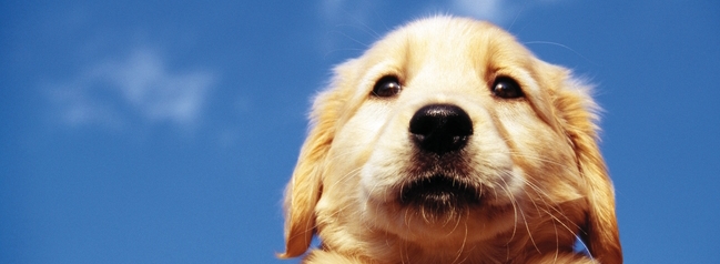 かめやまペットクリニック